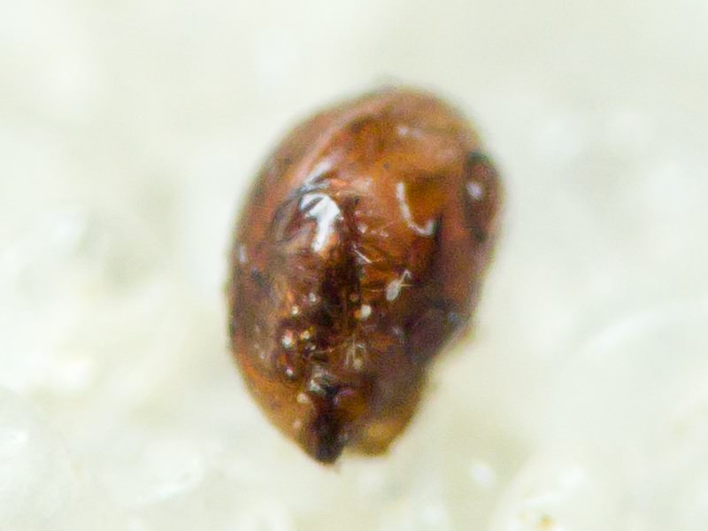 Arachnida